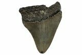 Serrated, Juvenile Megalodon Tooth - North Carolina #351197-1